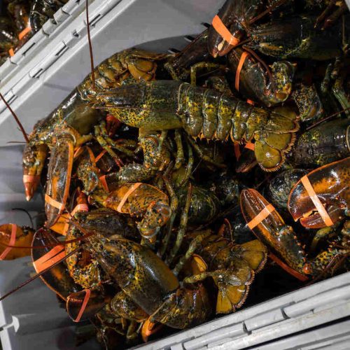 Homard entier cru et congelé - Gagnon et fils